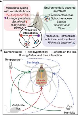 The environment, the tick, and the pathogen – It is an ensemble